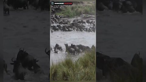 Amazing Wildebeest crossing the Mara river #shorts