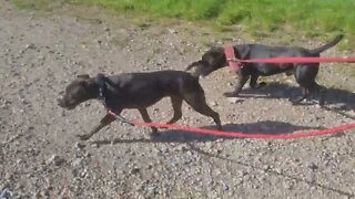 UPDATE on PATTERDALE TERRIERS BSL ESTACADO & OBSCURA. Build, drive, conditioning and working dogs