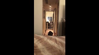Determined Dog Finds A Way To Jump Onto The Bed