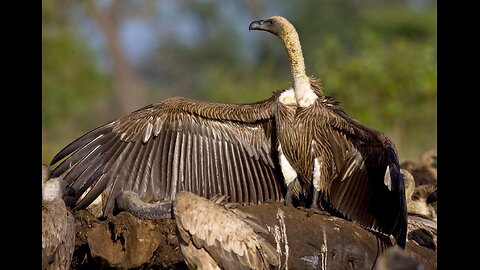 USA to The Gambia Update/ Huge African Birds