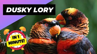 Dusky Lory - In 1 Minute! 🦜 One Of The Most Beautiful Parrots In The World | 1 Minute Animals