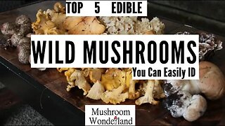 My top 5 Edible Wild Mushrooms you can easily ID