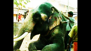 Elephant Massage