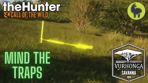 Mind the Traps, Vurhonga Savanna | theHunter: Call of the Wild (PS5 4K)