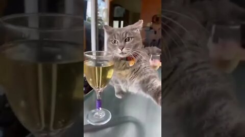 I know it's Friday, but you've had enough already! 🐈🐾🥂😅