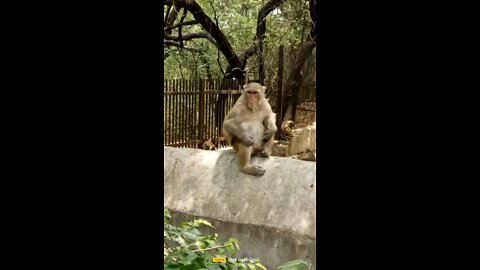 Indian monkey are like American dog😂🥵🥵🥵😂😂