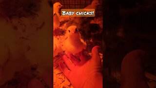 Baby Chicks So CUTE!!