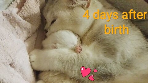 ♥️ 4 Days After Birth | British Shorthair kitten | Cuteness | Video 2019