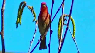 IECV NV #19 - 👀 Red Headed House Finch 4-24-2014