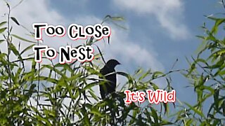 Too Close To Nest - It's Wild
