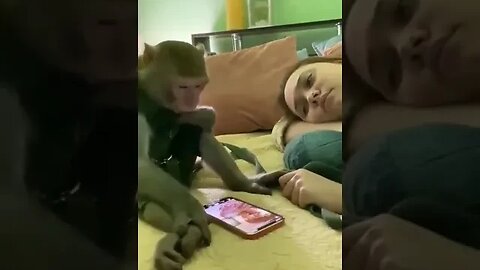Porn देखता बंदर #mobilelegends