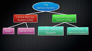 063 The Divisions of the Nervous System