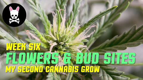 My Second Cannabis Grow - Part 6 - Flowers and Bud Sites