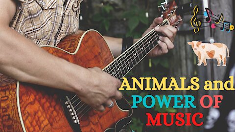 ANIMALS and POWER OF MUSIC🎵 You Most Watch