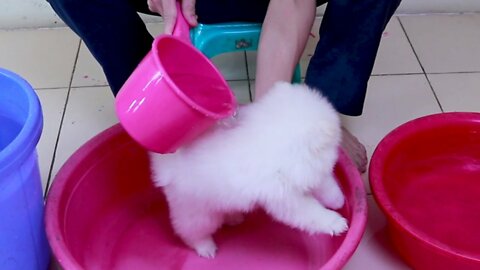 First Cute Pomeranian Puppy Bath | Funny Dogs Puppies | Min Puppy