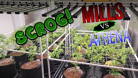 SCROG to Fix my Clones - Mills vs Athena - Veg day 4 & 7