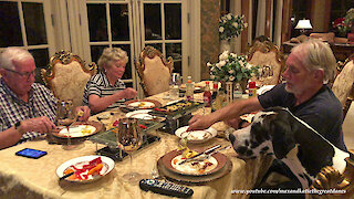 Great Dane Watches Eggs Cook On Hot Rock Granite Cooking Stone