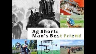 Man's Best Friend - Ag Shorts