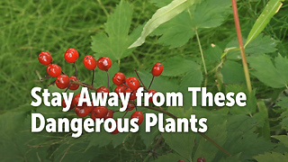 Stay Away from These Dangerous Plants