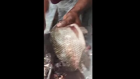 Amazing Fish Cutting Skills