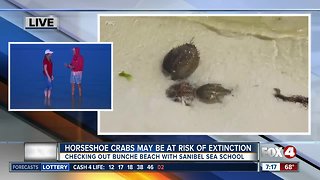 Horseshoe crabs at risk of extinction, FWC asks Floridians to help track them - 7am live report