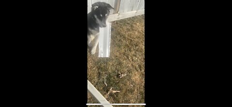 Husky puppy eats siding