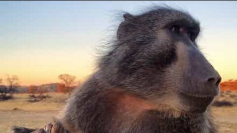 Baboon celebrates 25th birthday and devours birthday cake!