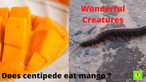Wonderful Creatures - Centipede Eating Mango
