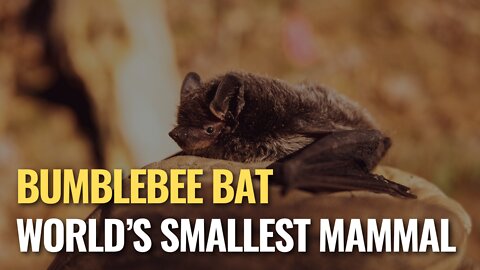 Did you know: The bumblebee bat is the world’s smallest mammal #shorts