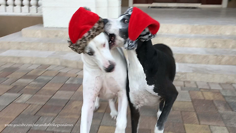 Funny Senior Great Dane Siblings Argue Over Christmas Hats