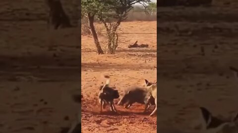 Cachorro Selvagem Corre Atrás do Javali #shorts