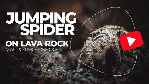 Jumping Spider on Lava Rock - Macro Photoshoot!