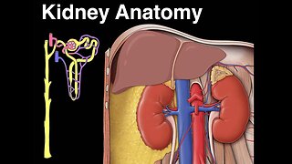 Kidney anatomy