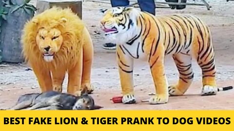 Best Fake Lion & Tiger Prank to Dog Videos