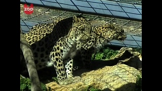 3-Legged Leopard Finds Romance