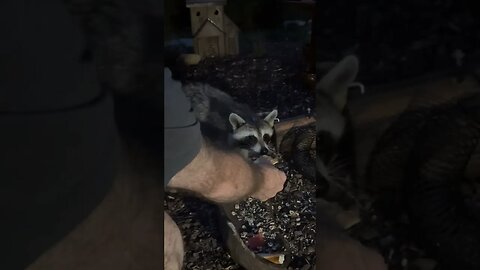 Hand Feeding Yuki the Raccoon #animals #shorts #funnyanimals