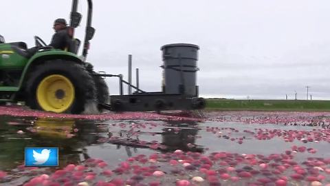 Great Outdoors: Cranberry Harvest Season