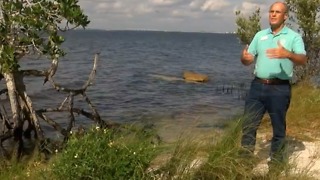 Discharges from Lake Okeechobee killing sea grass