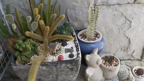 My collection succulents plants and Cactus | Plantita | Roosterjane