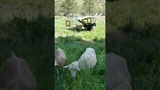 #greatpyreneese #workingdogs #guarddog #farmanimals #goats #homesteading #farmlife #homesteadlife