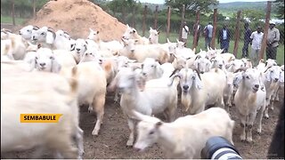Goat roll-out - Goat farmers receive imported breeding goats for crossing