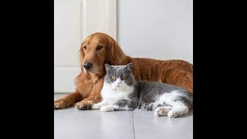 Cat and dog