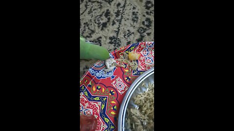 A parrot eating with me.