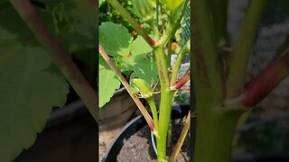 Okra Reveal