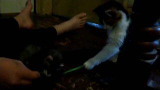 Ferret plays tug of war with kitten