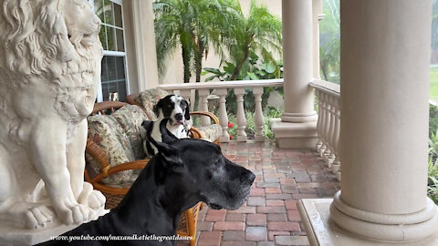 Florida Great Danes Watch First Thunderstorm At Their New Home