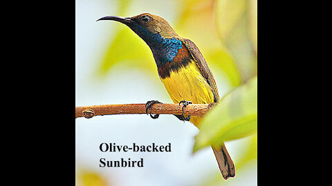 Olive-backed Sunbird bird video