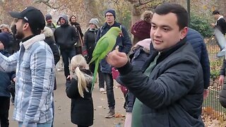 winter feeding parakeets st James's Park #london