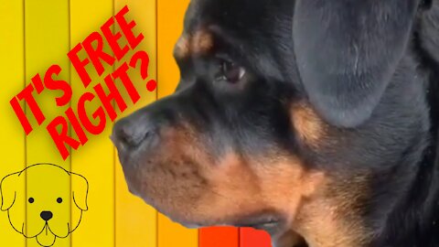 trolling my rottweiler part one