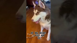 My Dog Before & After Food